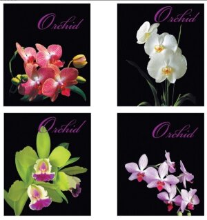 Тетрадь А5 48л. BRAUBERG клетка, ОРХИДЕИ